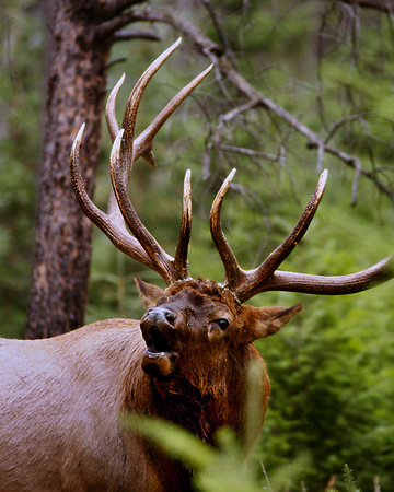 Elk near Jasper, Alberta, Canada