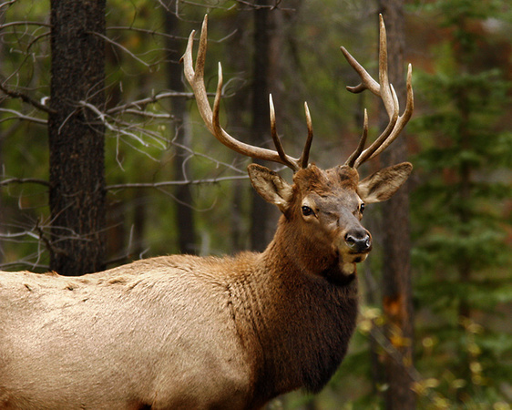 Elk near Jasper, Alberta Canada